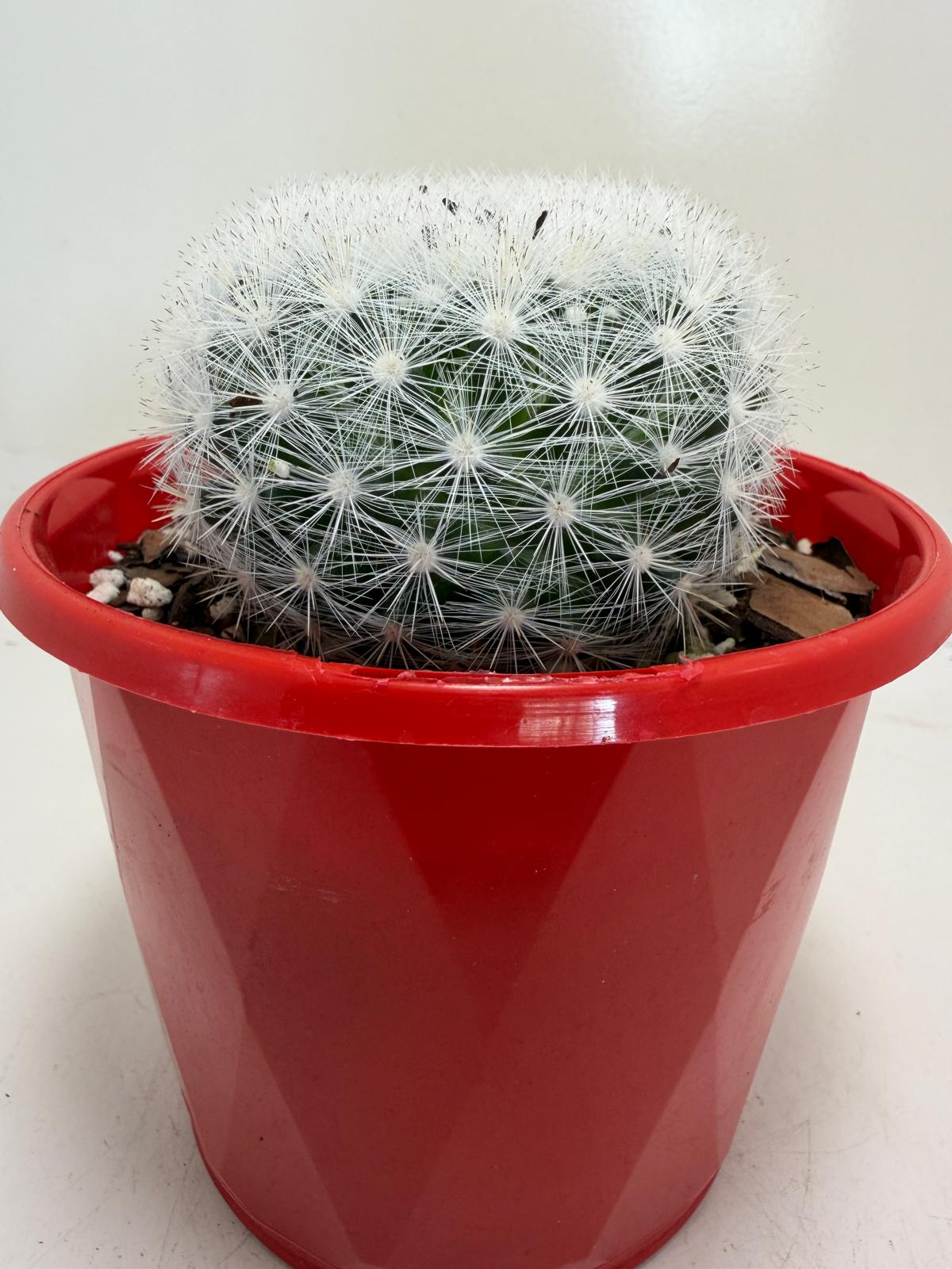 Pincushion Cactus – Mammillaria Candidia -130mm pot size
