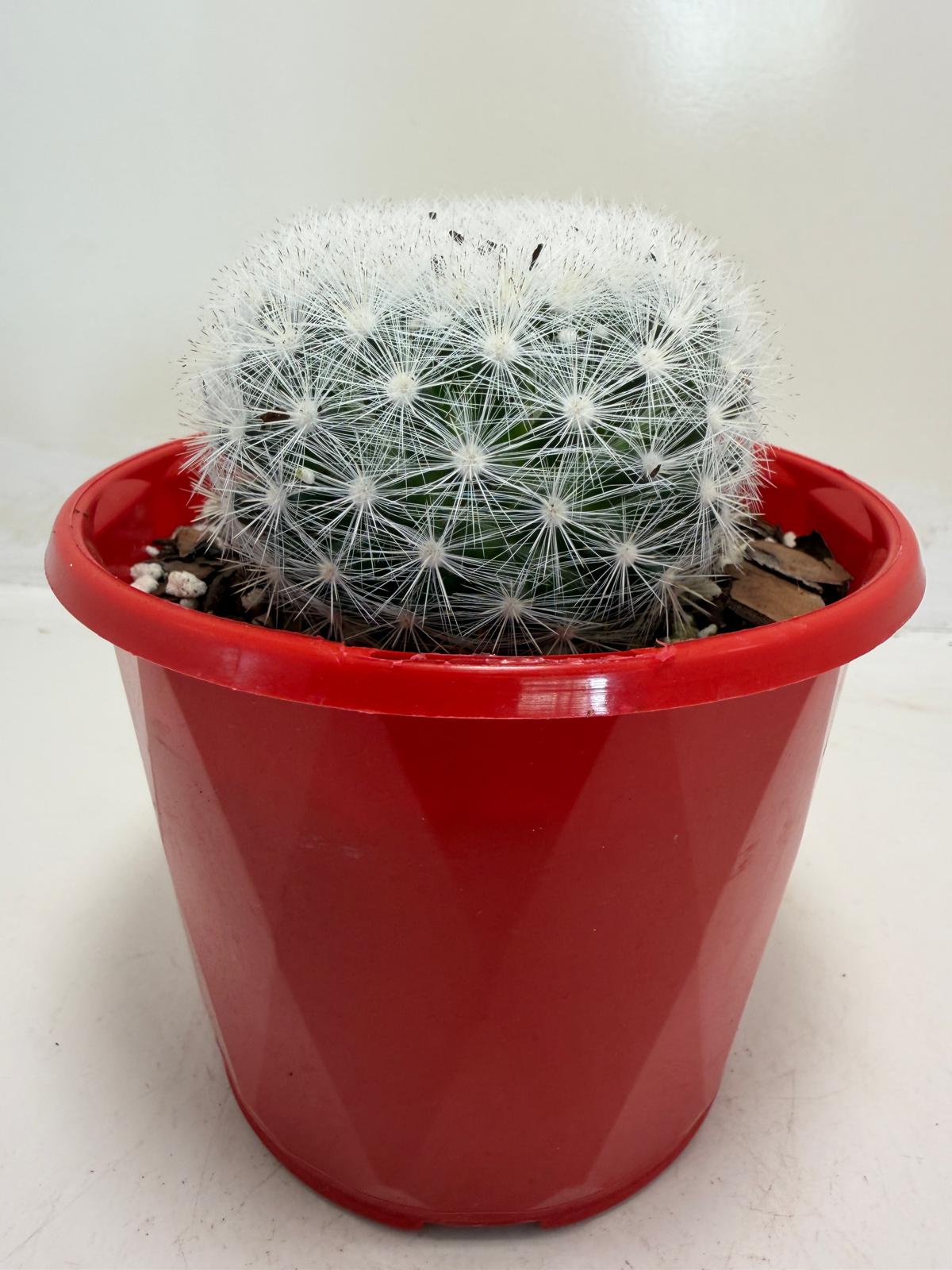 Pincushion Cactus – Mammillaria Candidia -130mm pot size