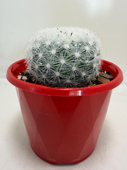 Pincushion Cactus – Mammillaria Candidia -130mm pot size
