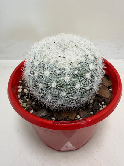 Pincushion Cactus – Mammillaria Candidia -130mm pot size
