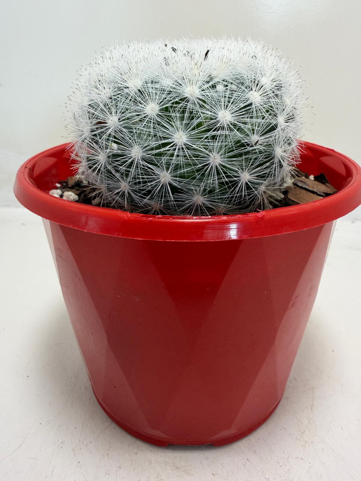 Pincushion Cactus – Mammillaria Candidia -130mm pot size