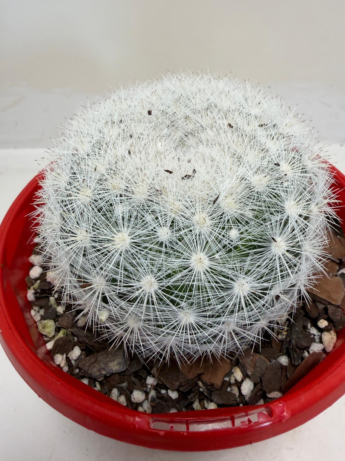 Pincushion Cactus – Mammillaria Candidia -130mm pot size