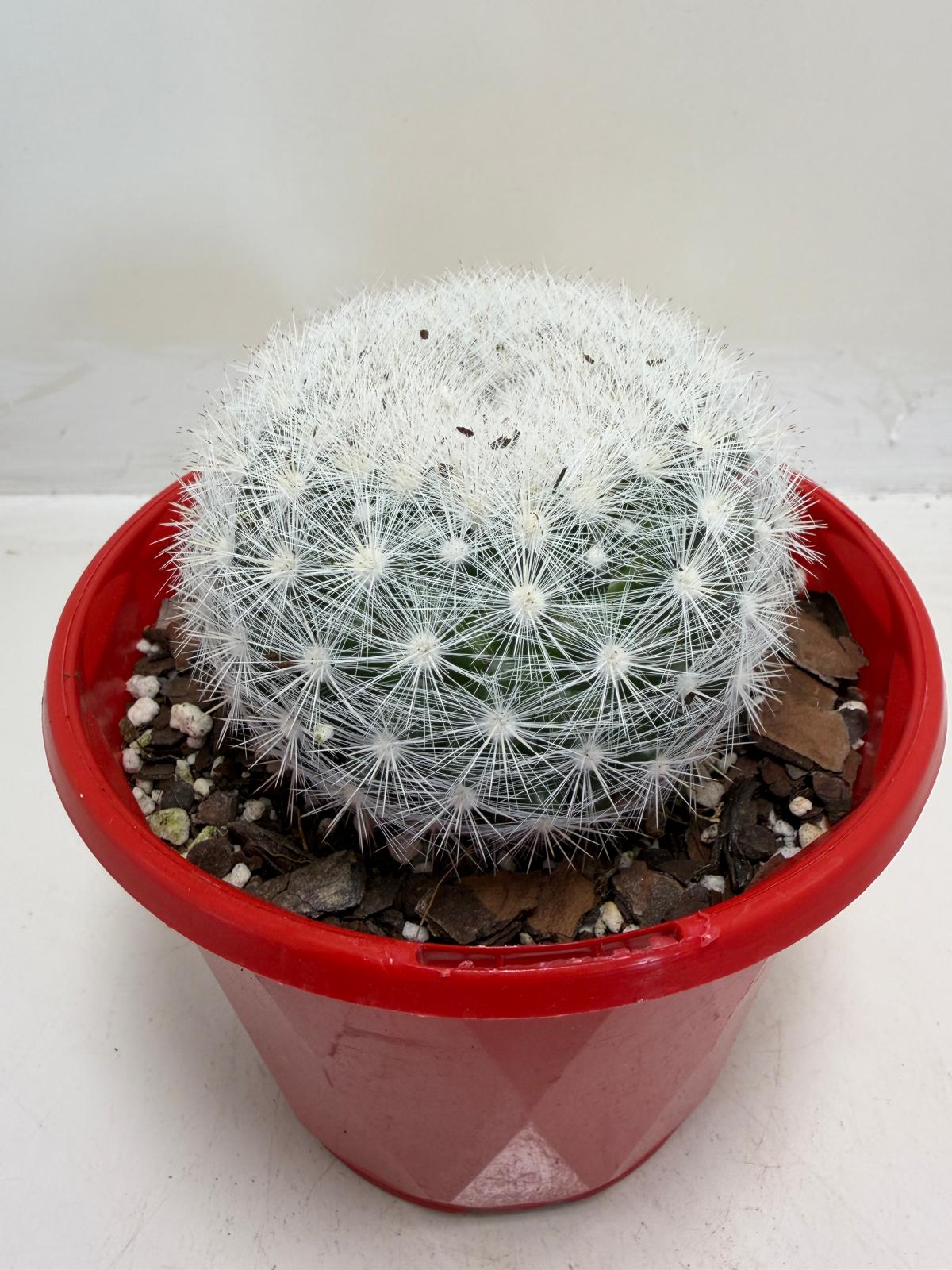 Pincushion Cactus – Mammillaria Candidia -130mm pot size