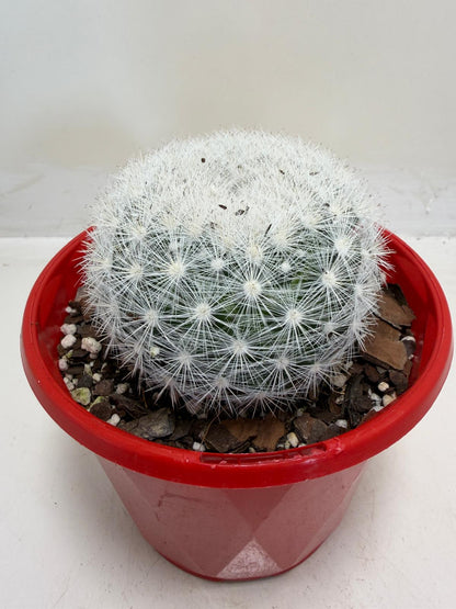 Pincushion Cactus – Mammillaria Candidia -130mm pot size
