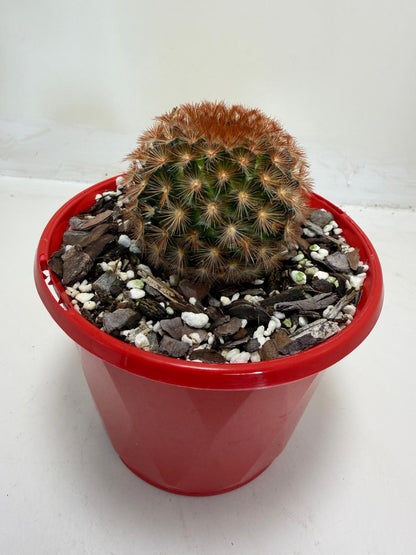 Pin Cushion Cactus