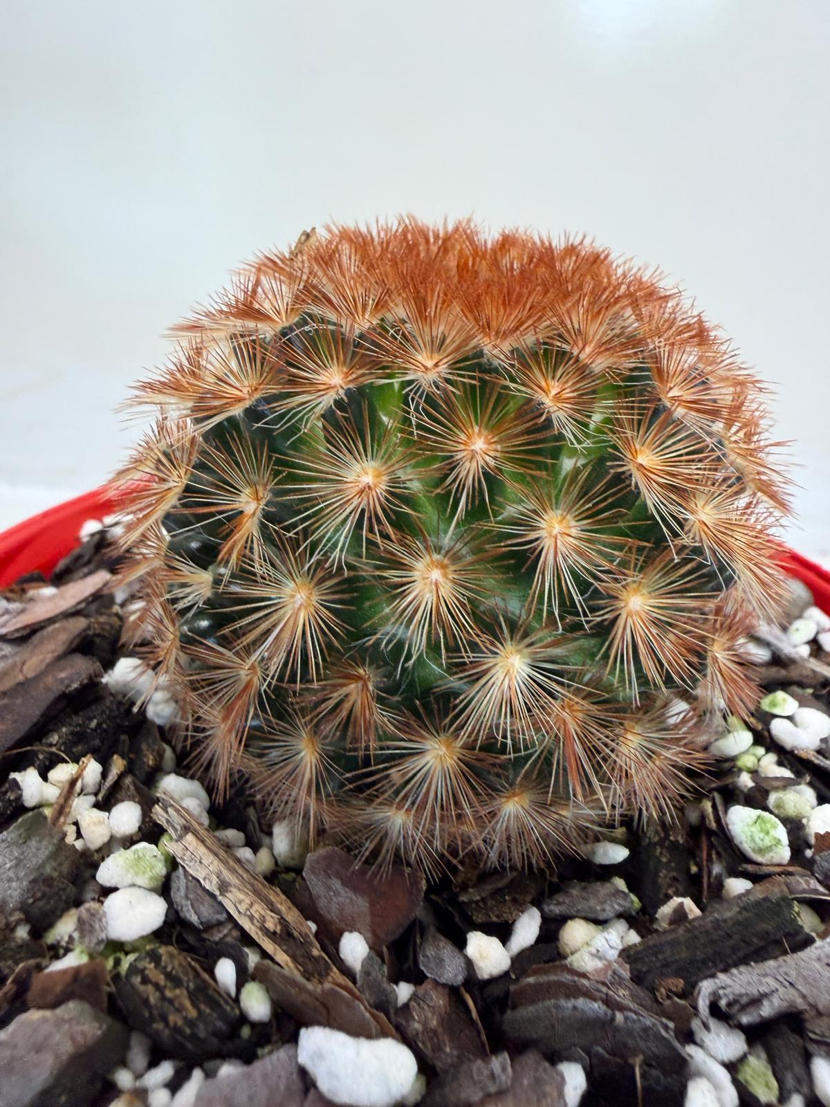 Pin Cushion Cactus