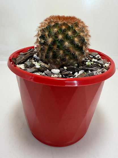 Pin Cushion Cactus