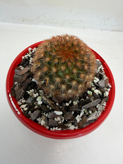 Pin Cushion Cactus