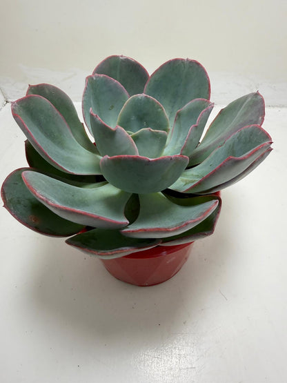 Echeveria Robusta | Bold Rosette Succulent (130mm)