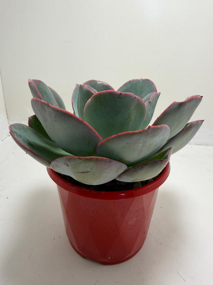 Echeveria Robusta | Bold Rosette Succulent (130mm)