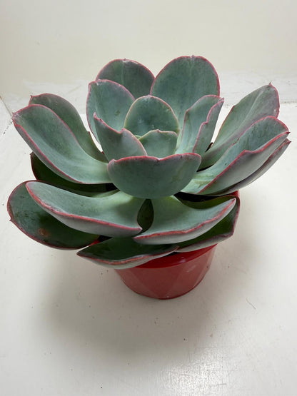 Echeveria Robusta | Bold Rosette Succulent (130mm)