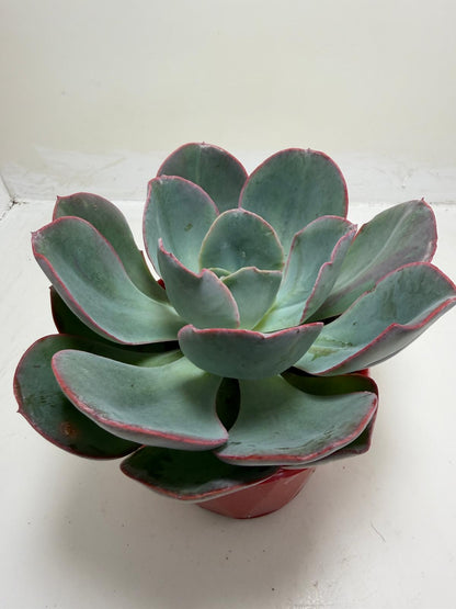 Echeveria Robusta | Bold Rosette Succulent (130mm)