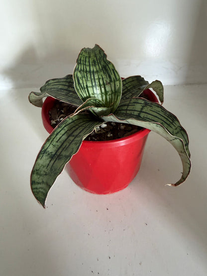 Sansevieria Cleopatra Compact Snake Plant |130mm