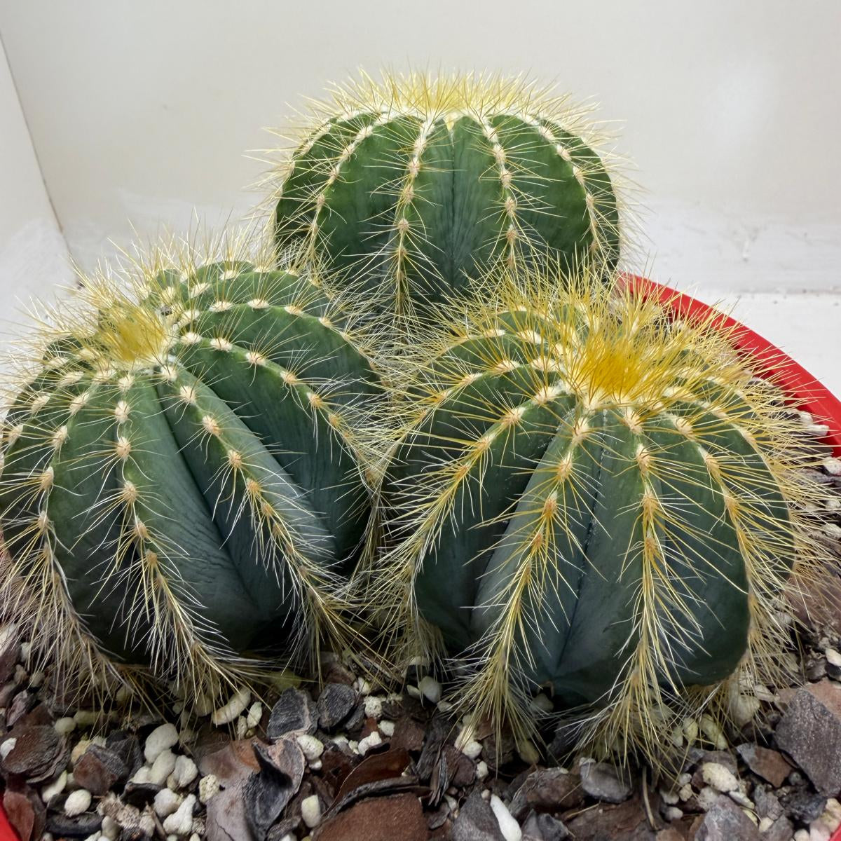 Parodia magnifica Blue Ball Cactus|190mm