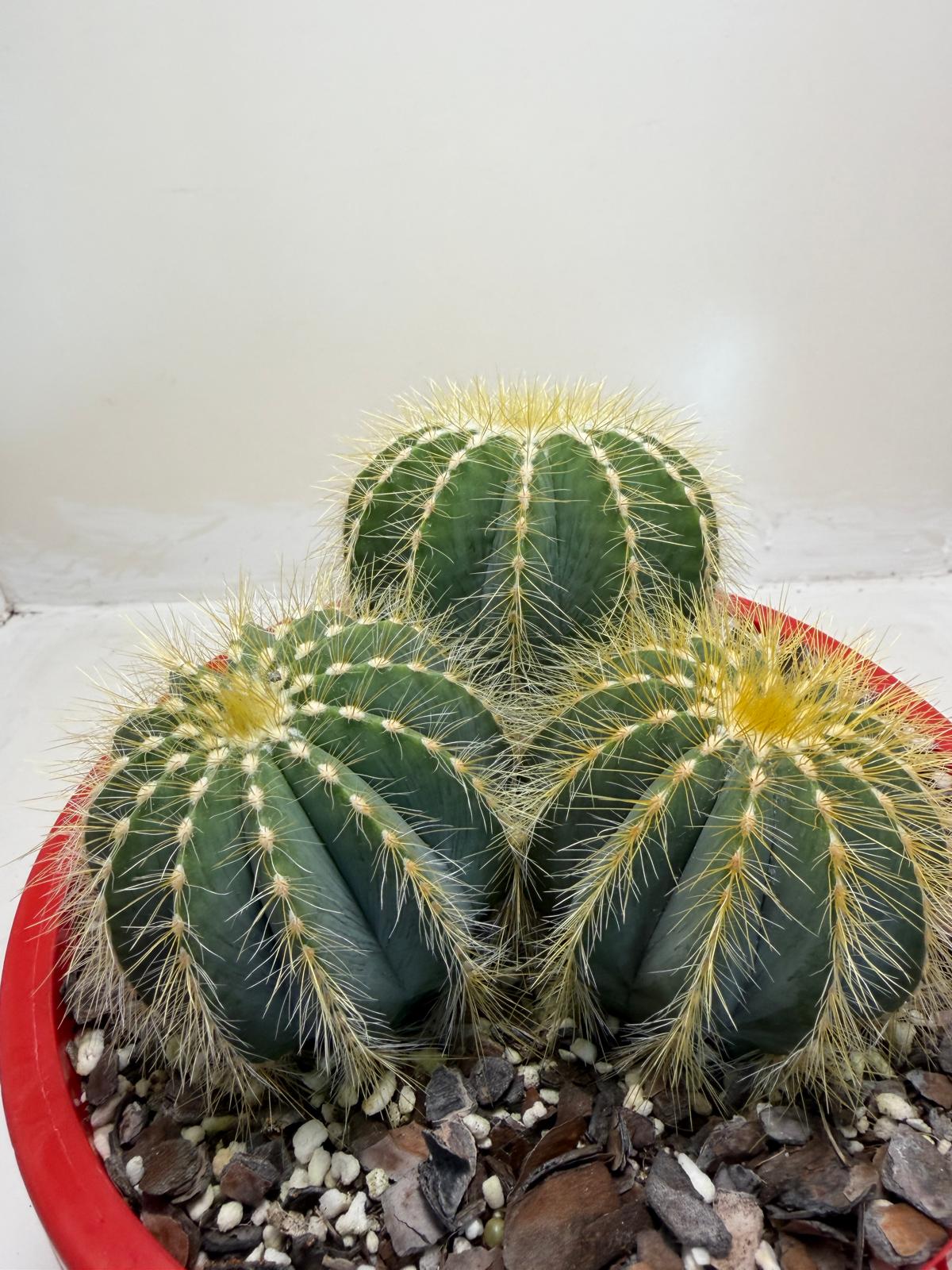 Parodia magnifica Blue Ball Cactus|190mm