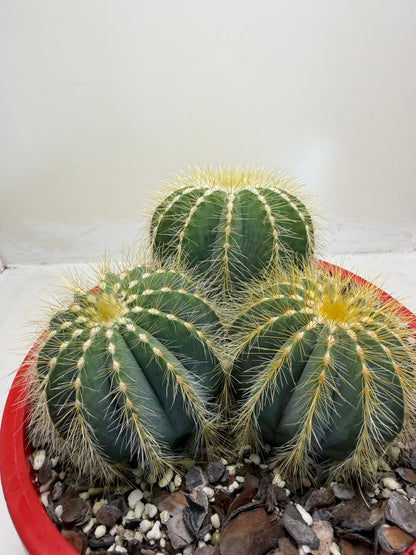 Parodia magnifica Blue Ball Cactus|190mm