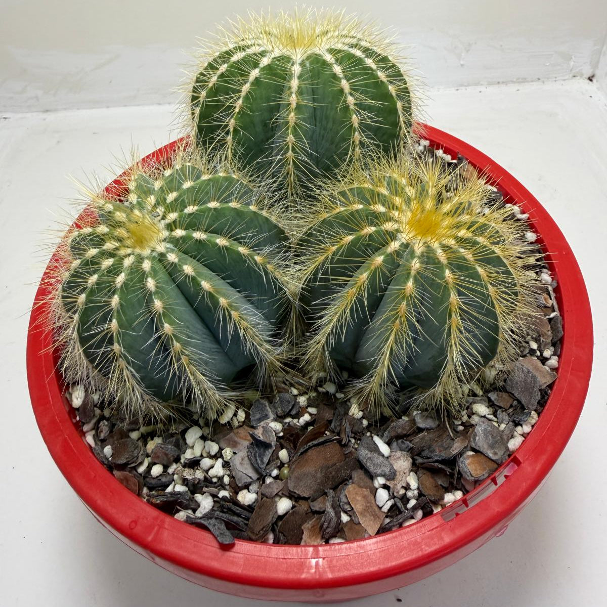 Parodia magnifica Blue Ball Cactus|190mm