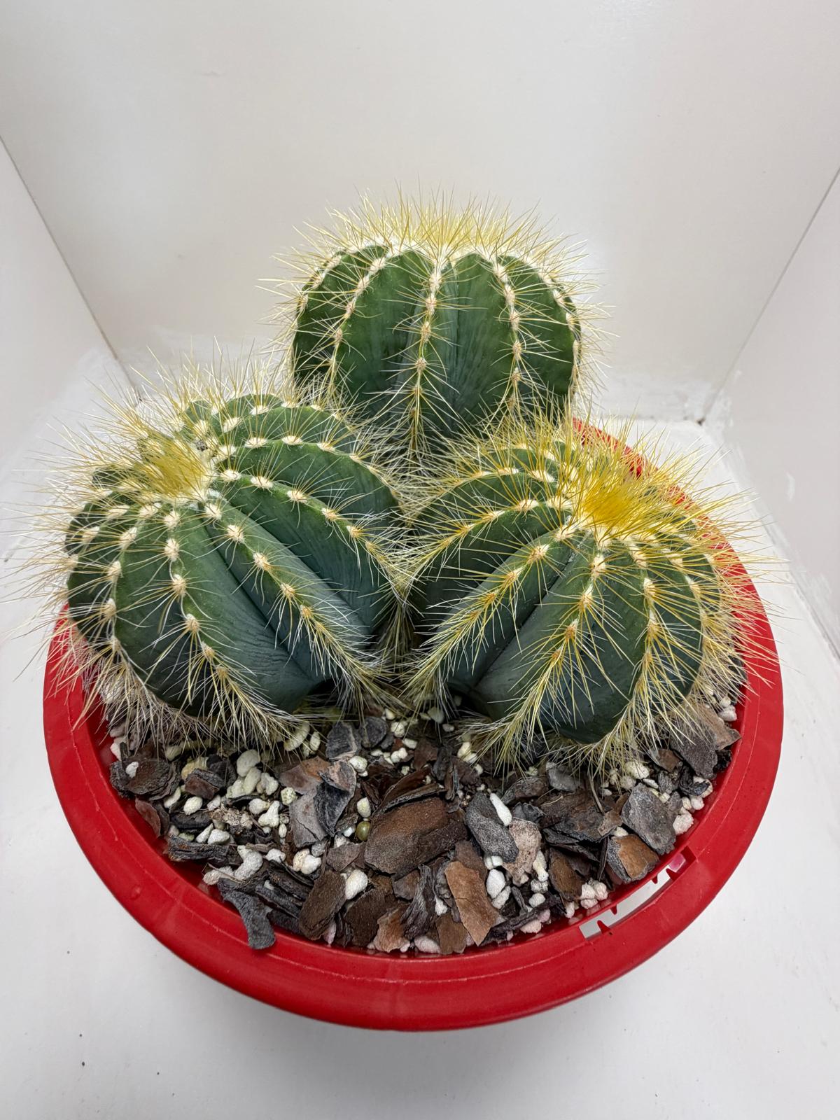 Parodia magnifica Blue Ball Cactus|190mm