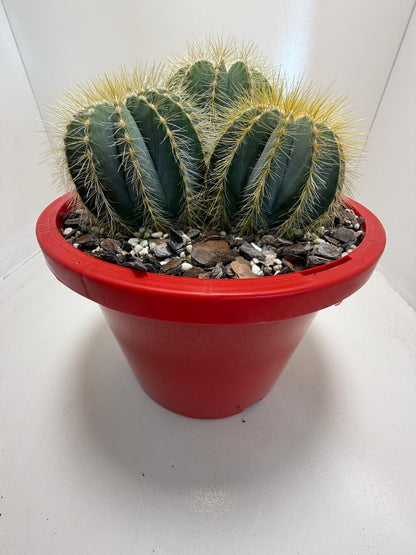 Parodia magnifica Blue Ball Cactus|190mm