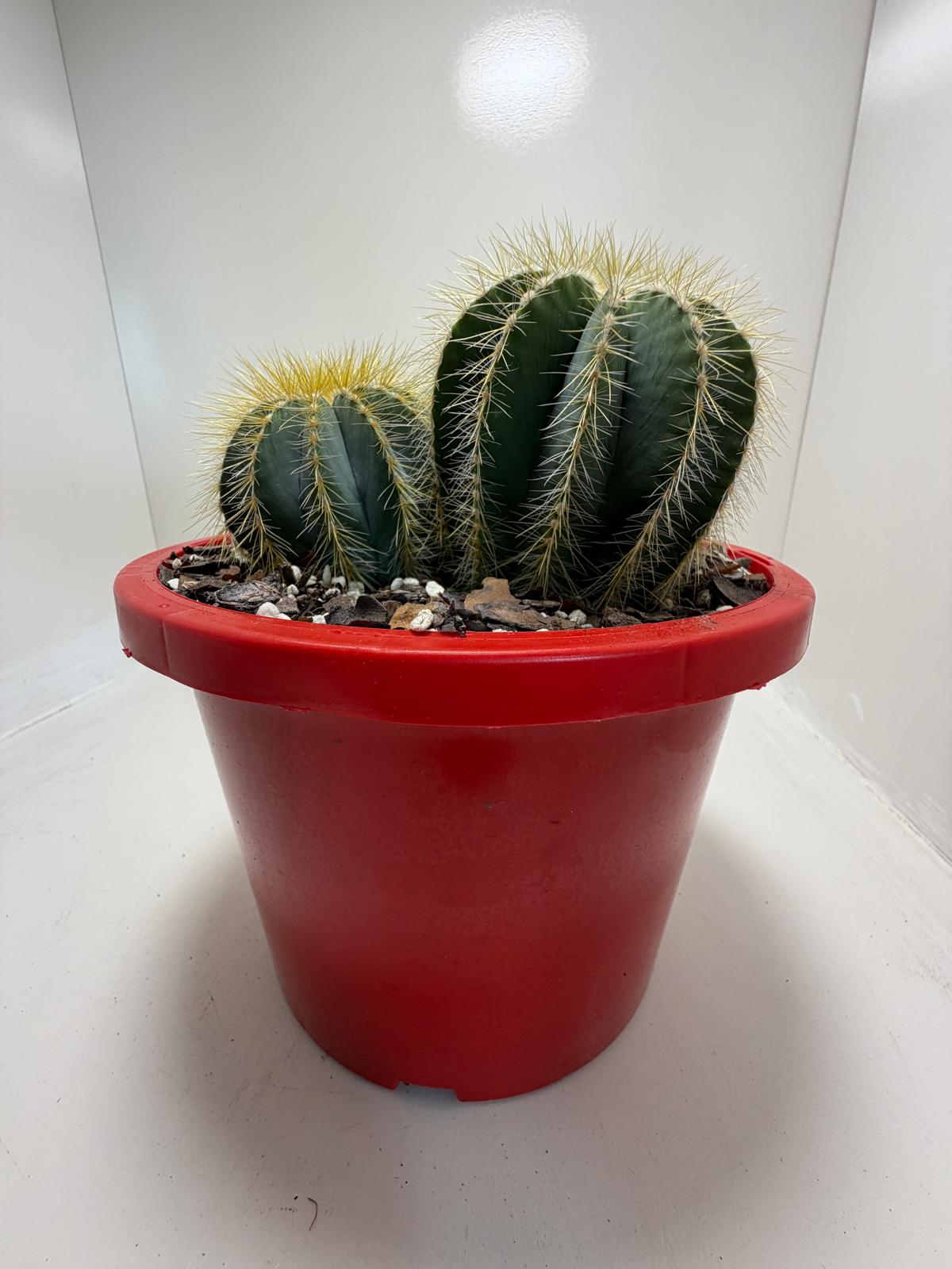 Parodia magnifica Blue Ball Cactus|190mm