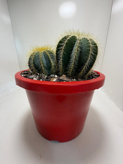 Parodia magnifica Blue Ball Cactus|190mm