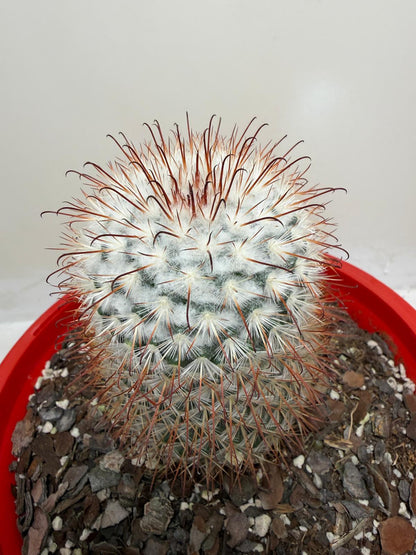 Mammillaria bombycina Clustering Cactus Plant |190mm
