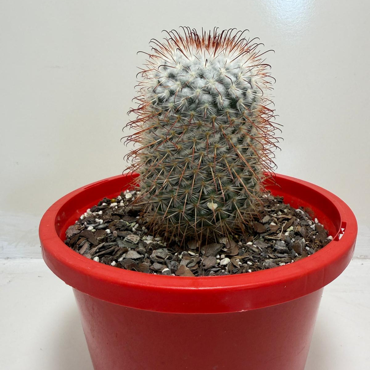 Mammillaria bombycina Clustering Cactus Plant |190mm