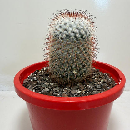 Mammillaria bombycina Clustering Cactus Plant |190mm
