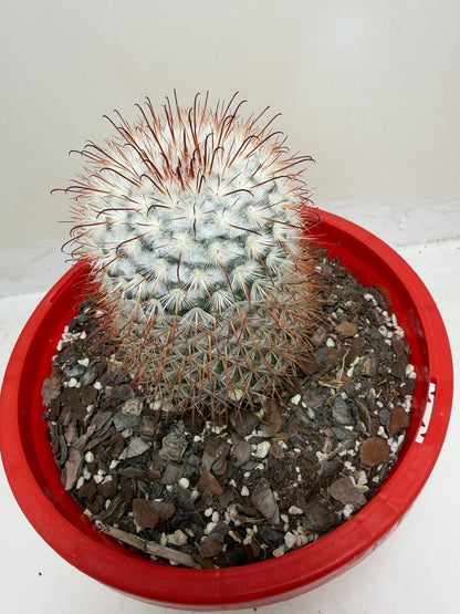 Mammillaria bombycina Clustering Cactus Plant |190mm