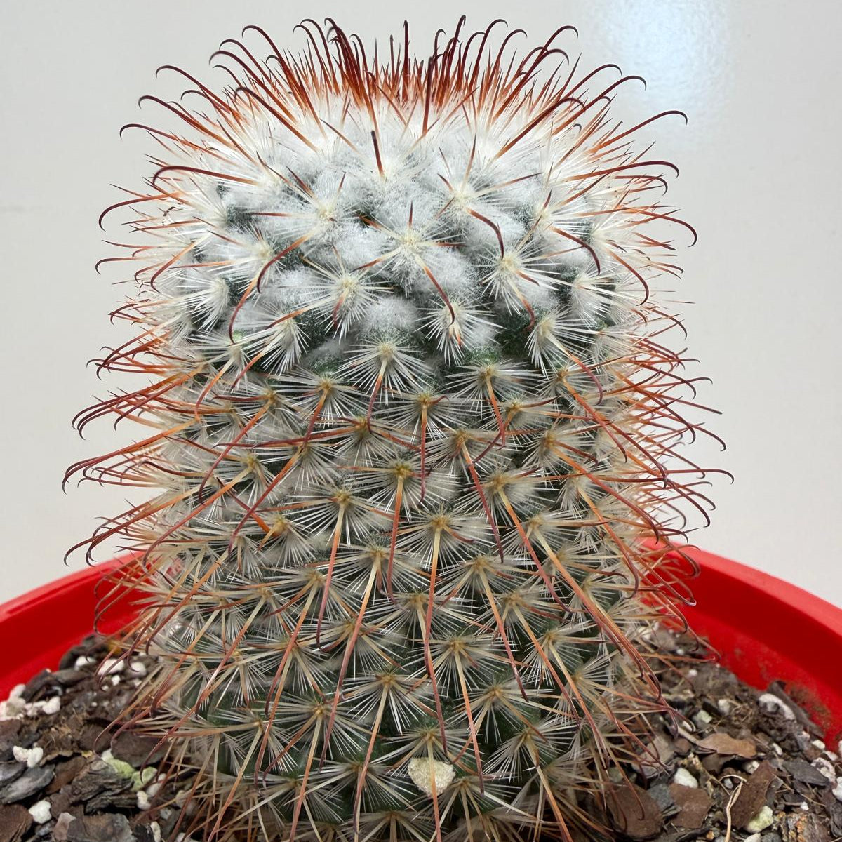 Mammillaria bombycina Clustering Cactus Plant |190mm