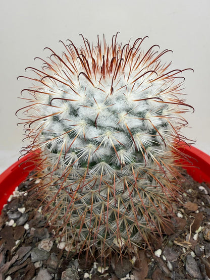 Mammillaria bombycina Clustering Cactus Plant |190mm