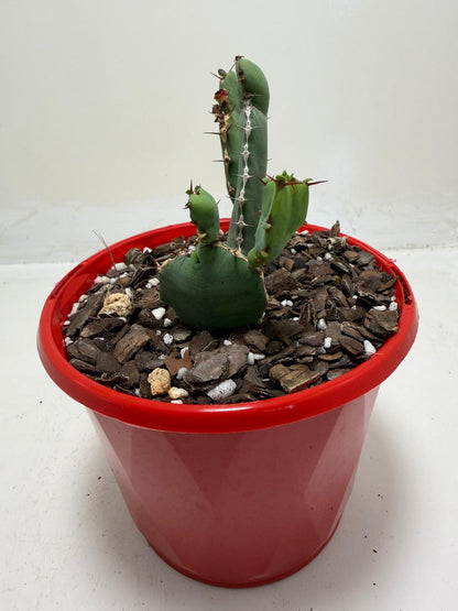 Euphorbia opuntioides Segmented Succulent|130mm