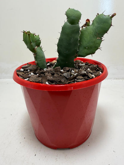 Euphorbia opuntioides Segmented Succulent|130mm