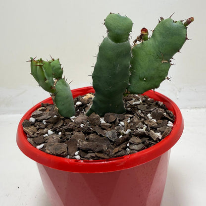Euphorbia opuntioides Segmented Succulent|130mm
