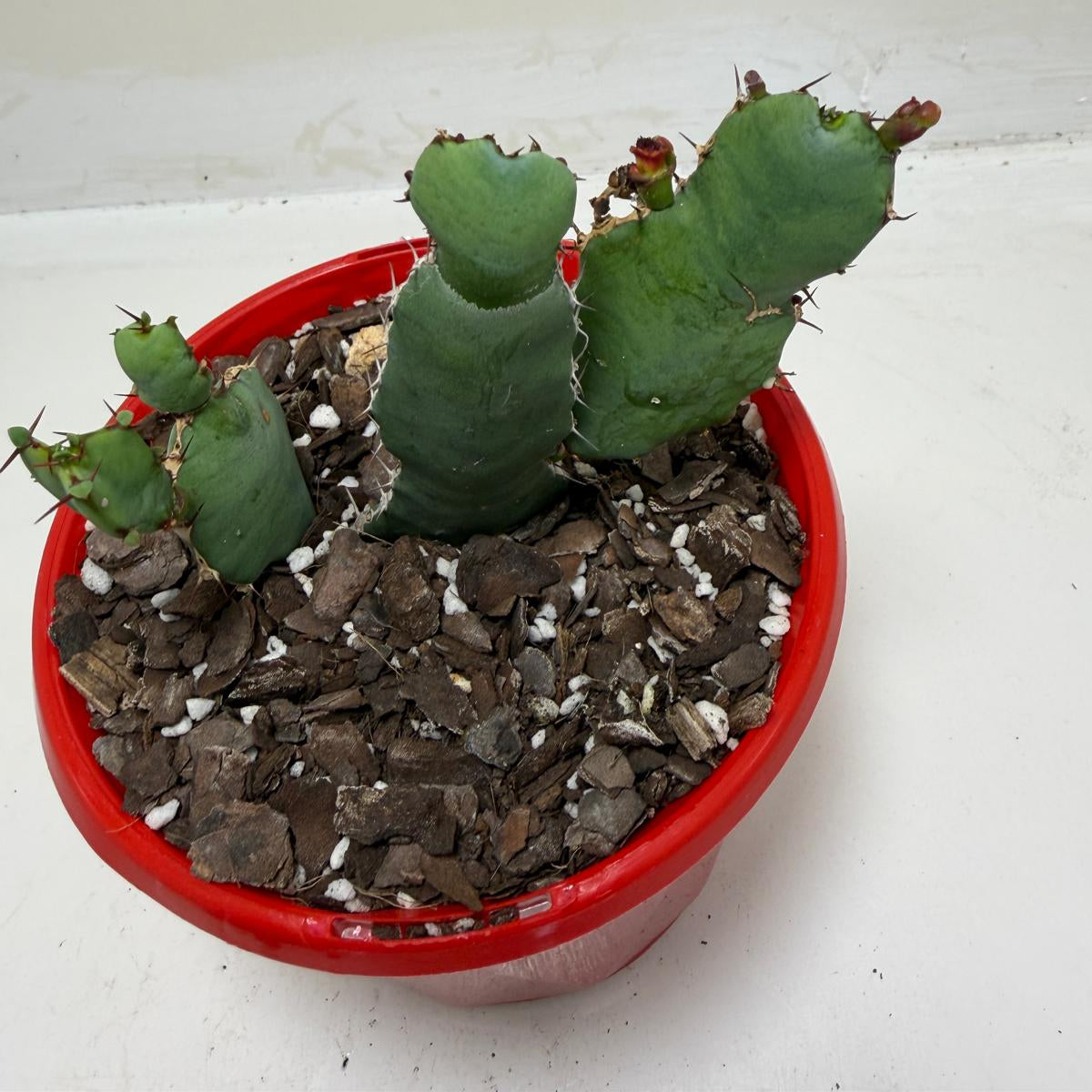 Euphorbia opuntioides Segmented Succulent|130mm