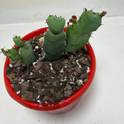 Euphorbia opuntioides Segmented Succulent|130mm