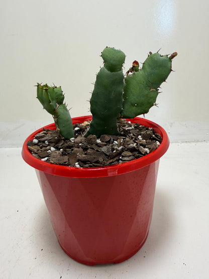 Euphorbia opuntioides Segmented Succulent|130mm