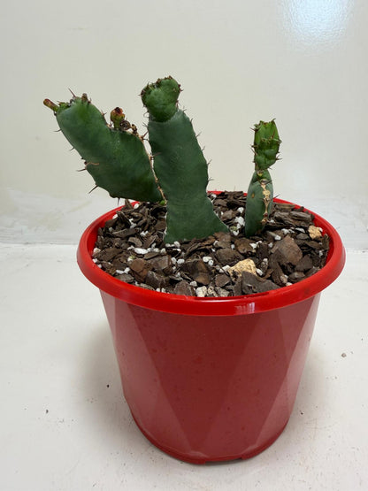 Euphorbia opuntioides Segmented Succulent|130mm