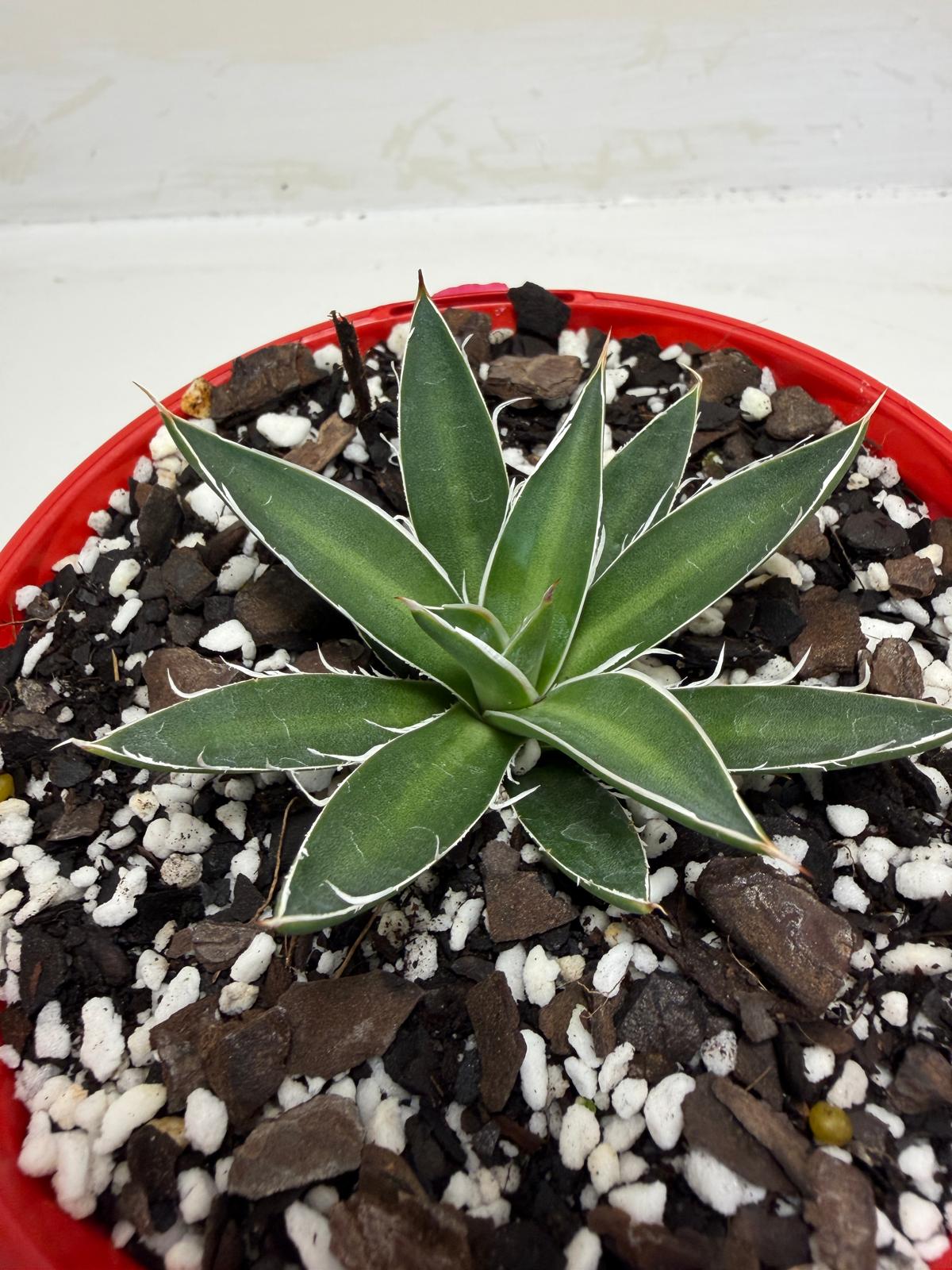 Agave schidigera White Stripe Compact Agave|130mm