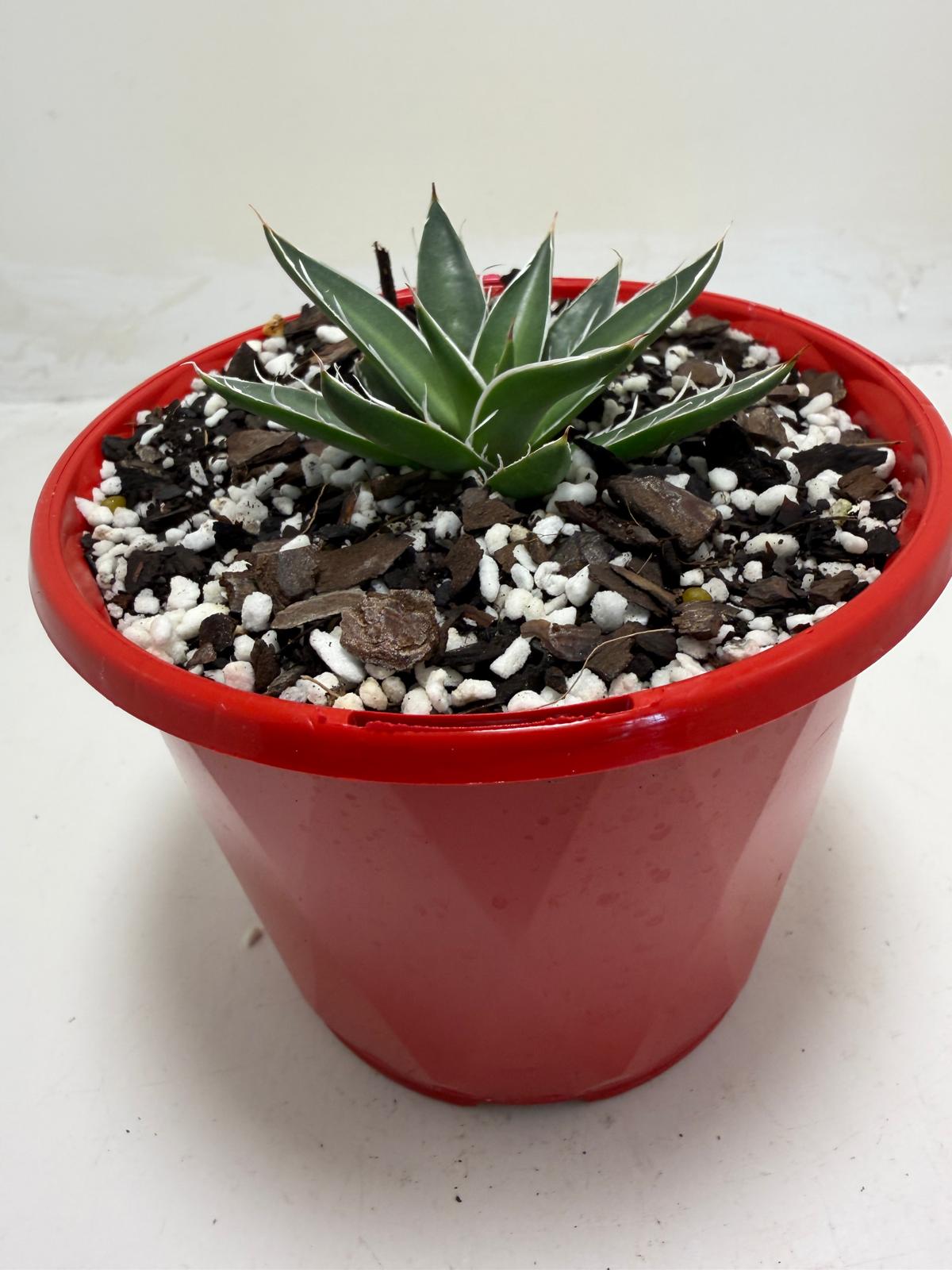 Agave schidigera White Stripe Compact Agave|130mm