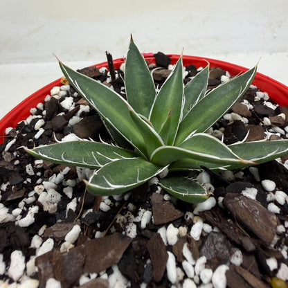 Agave schidigera White Stripe Compact Agave|130mm