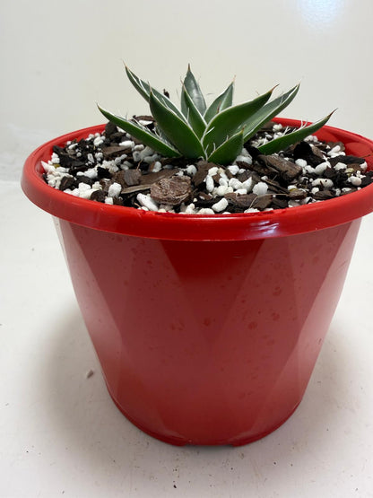 Agave schidigera White Stripe Compact Agave|130mm
