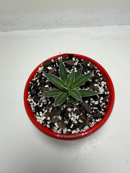 Agave schidigera White Stripe Compact Agave|130mm