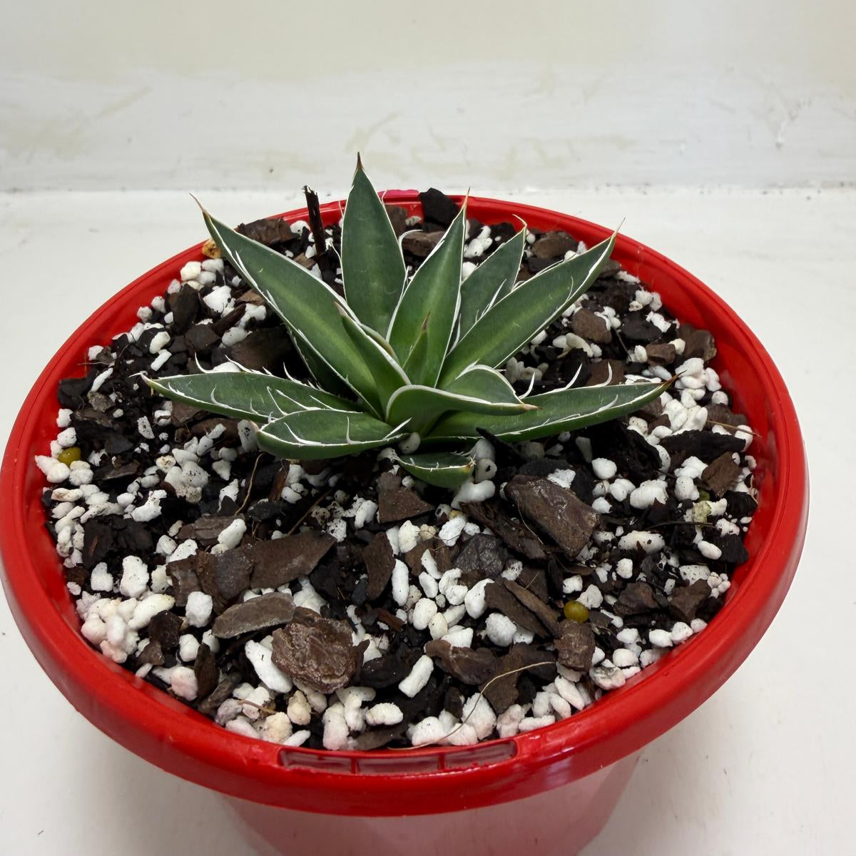 Agave schidigera White Stripe Compact Agave|130mm