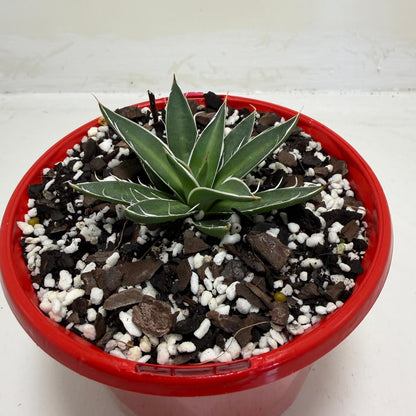 Agave schidigera White Stripe Compact Agave|130mm