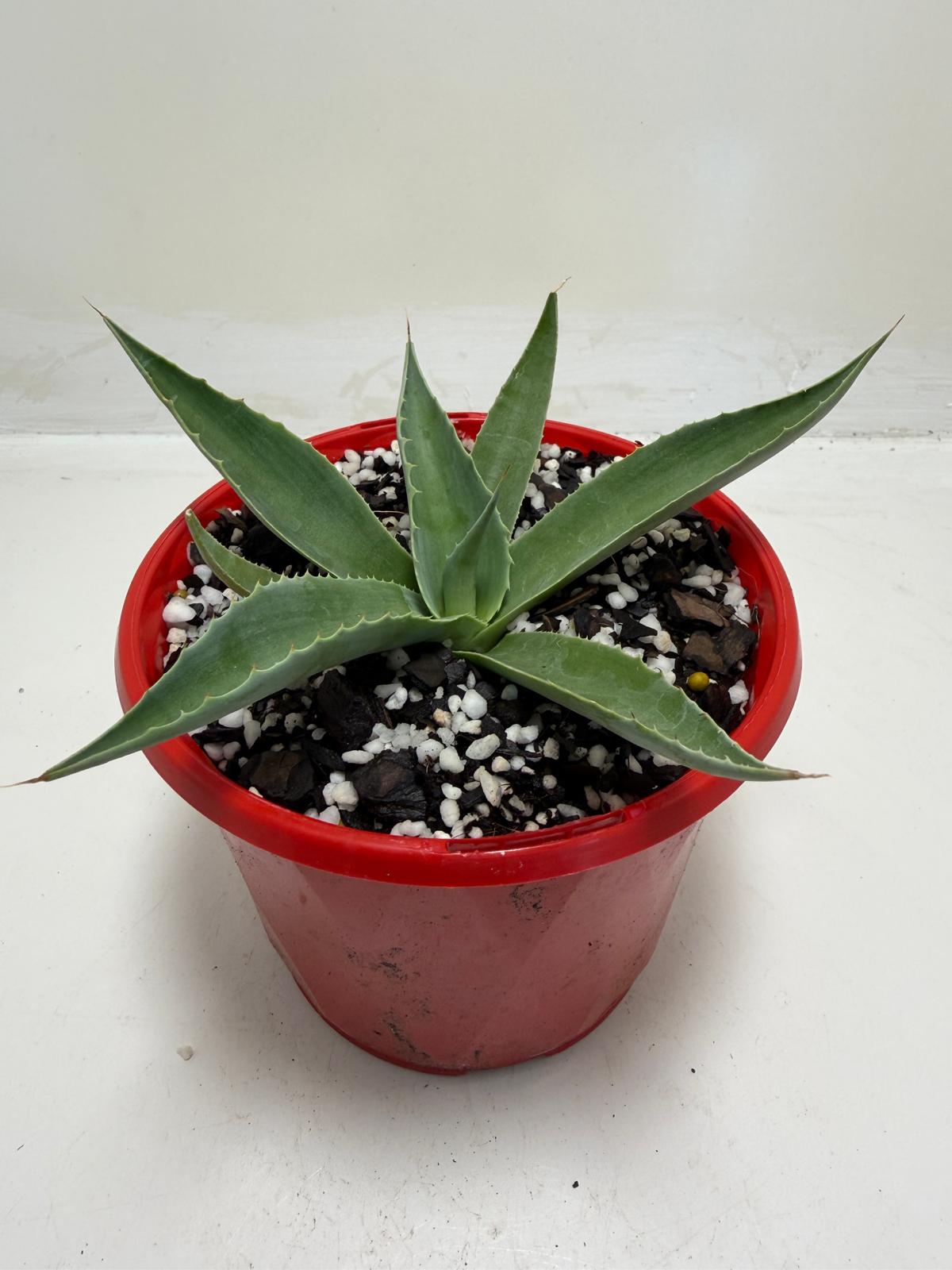 Agave ovatifolia Giant Whale Tongue Agave |130mm