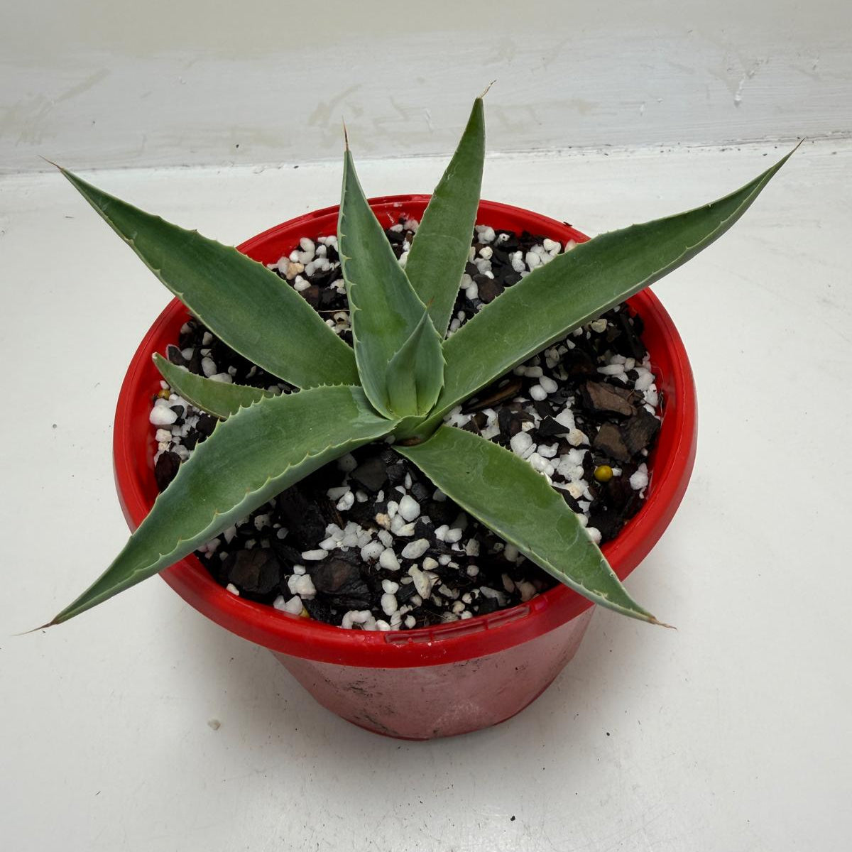 Agave ovatifolia Giant Whale Tongue Agave |130mm