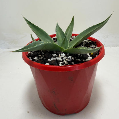 Agave ovatifolia Giant Whale Tongue Agave |130mm