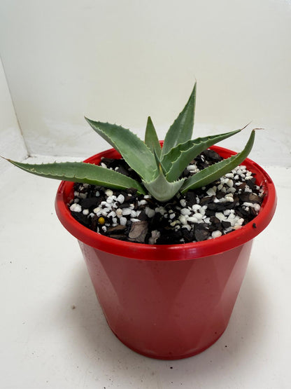 Agave ovatifolia Giant Whale Tongue Agave |130mm