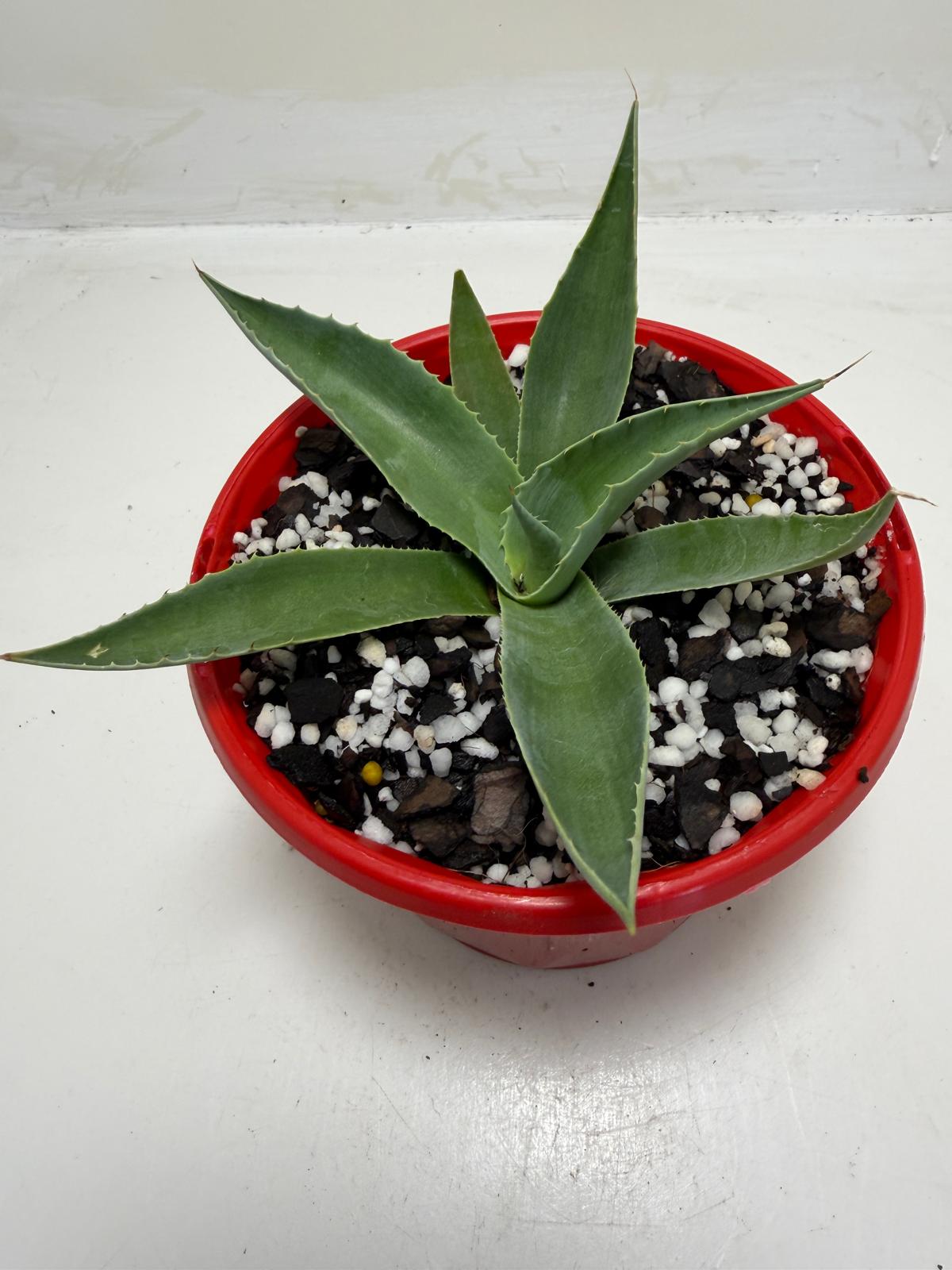 Agave ovatifolia Giant Whale Tongue Agave |130mm